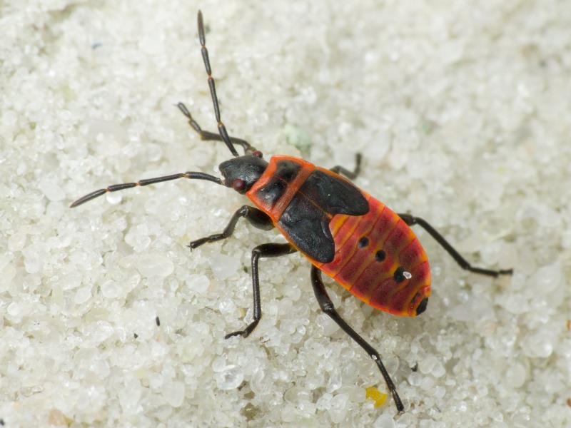 Pyrrhocoris apterus (Linnaeus, 1758)